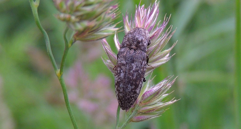 Podrzut myszaty (Agrypnus murinus)