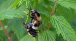 Trzmielówka łąkowa (Volucella bombylans)
