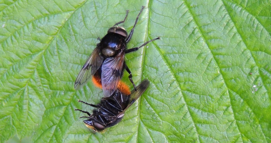 Trzmielówka łąkowa (Volucella bombylans)