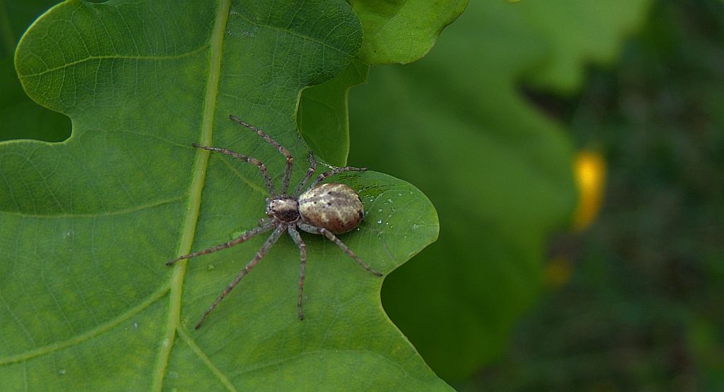 Ślizgun (Philodromus cespitum)