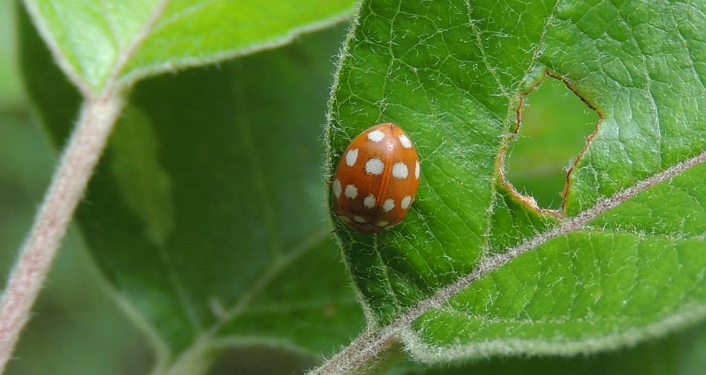 Calvia quatuordecimguttata