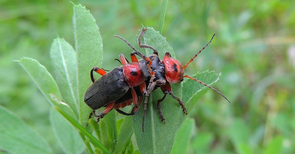 Omomiłek szary (Cantharis fusca)