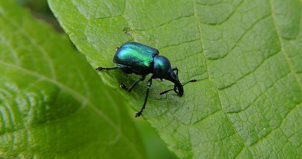 Tutkarz osinowiec (Byctiscus populi)