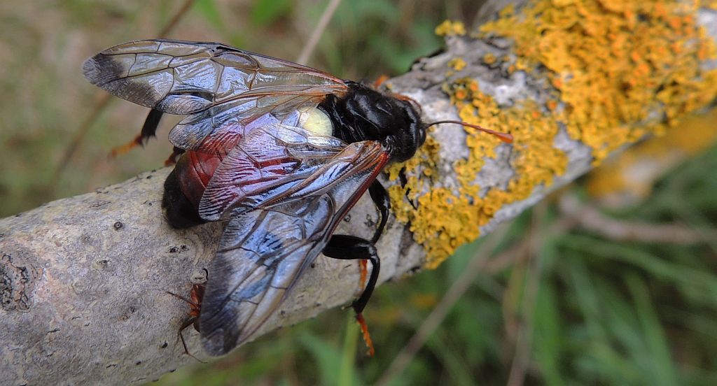 Bryzgun brzozowiec (Cimbex femorata)