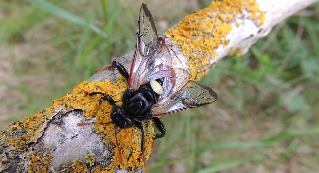 Bryzgun brzozowiec (Cimbex femorata)