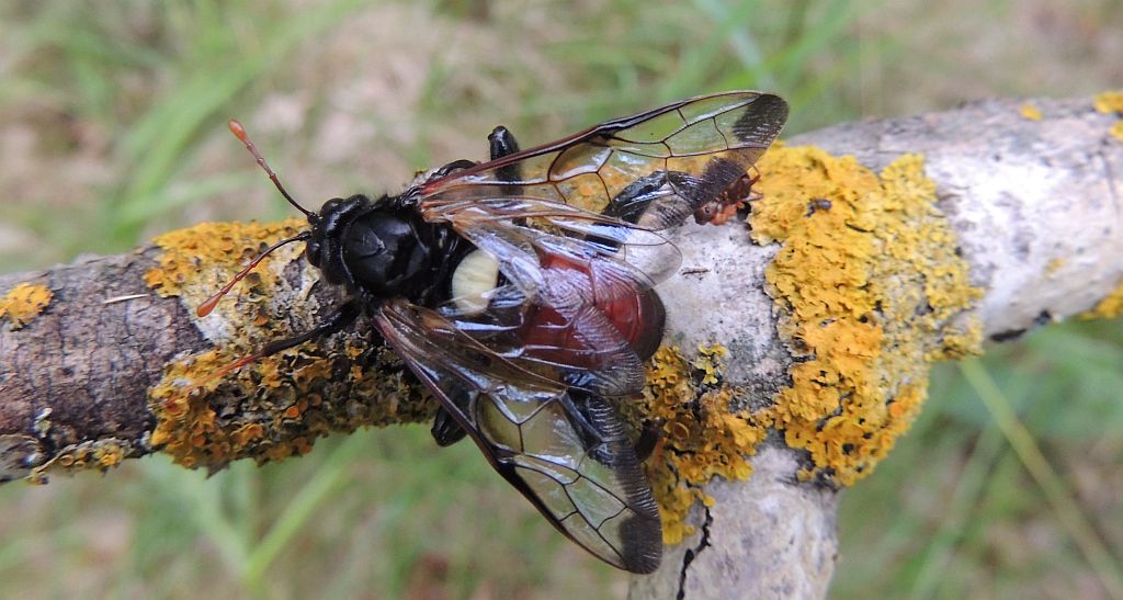 Bryzgun brzozowiec (Cimbex femorata)