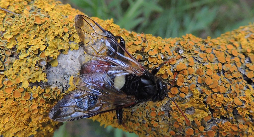 Bryzgun brzozowiec (Cimbex femorata)