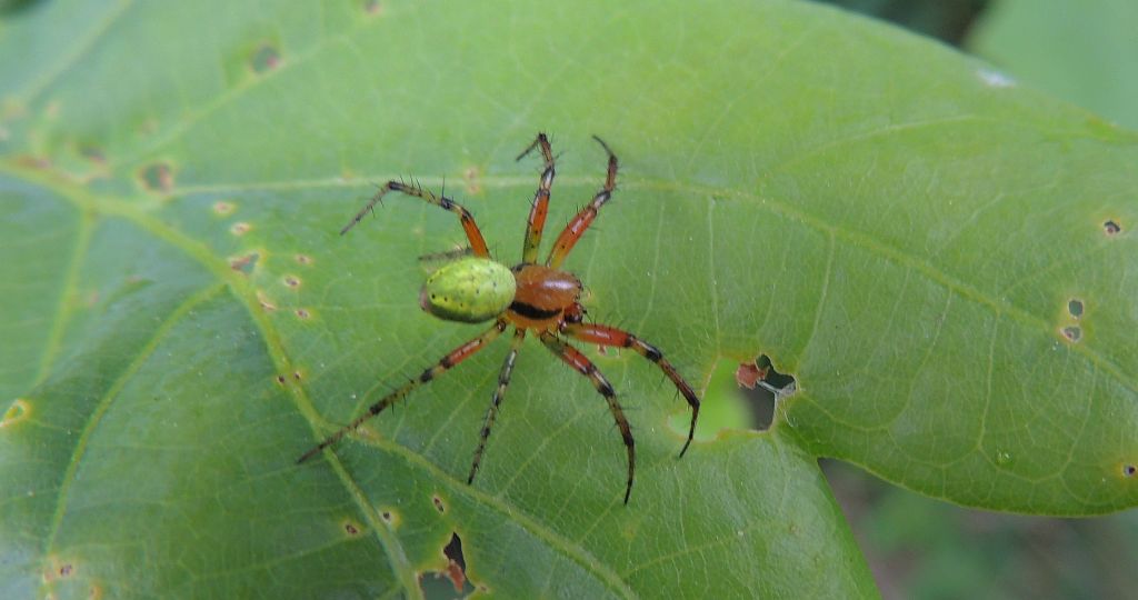 Krzyżak zielony (Araniella cf. opisthographa)