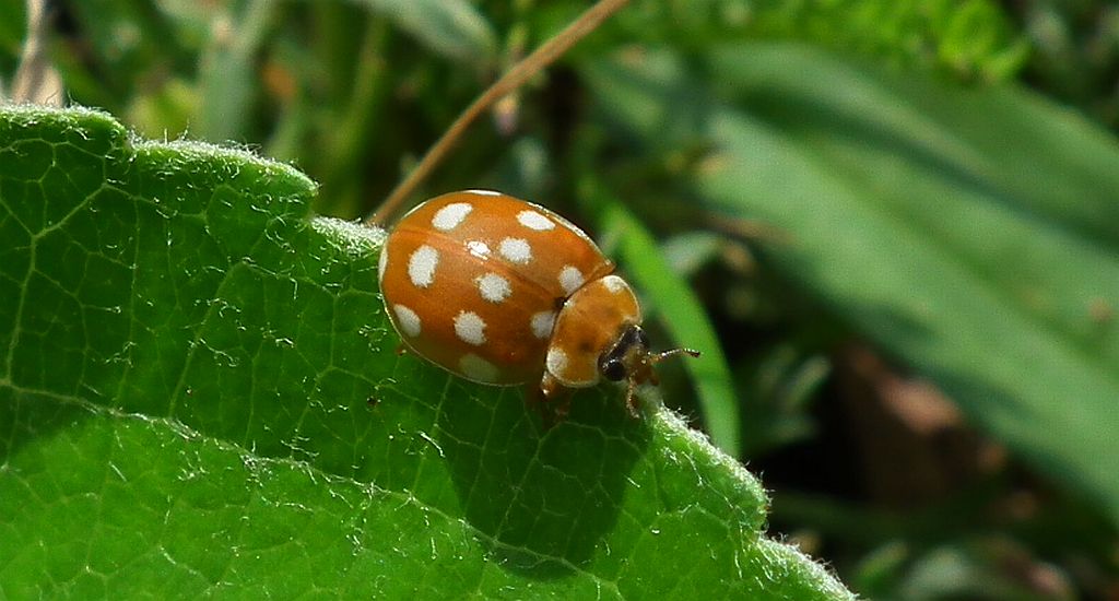 Calvia quatuordecimguttata