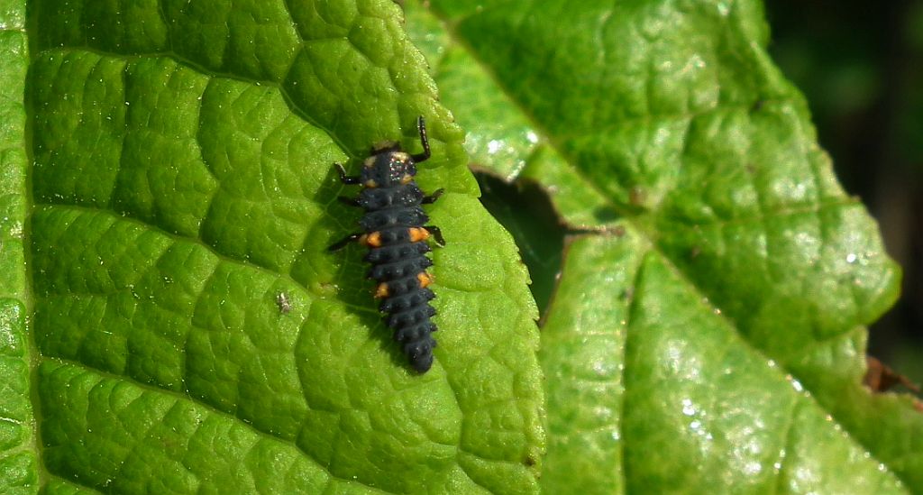 Wrzeciążka, biedronka wrzeciążka (Propylea quatuordecimpunctata)