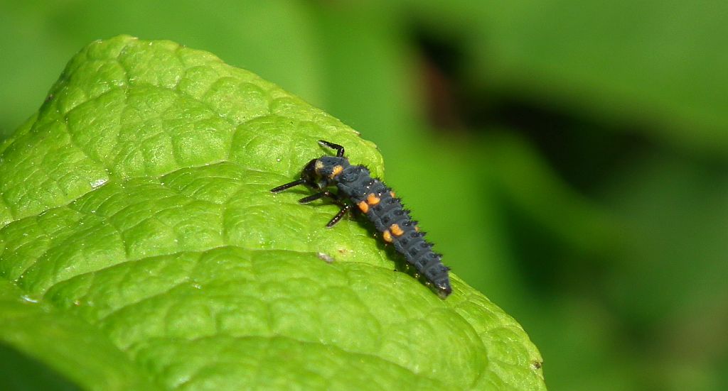 Wrzeciążka, biedronka wrzeciążka (Propylea quatuordecimpunctata)