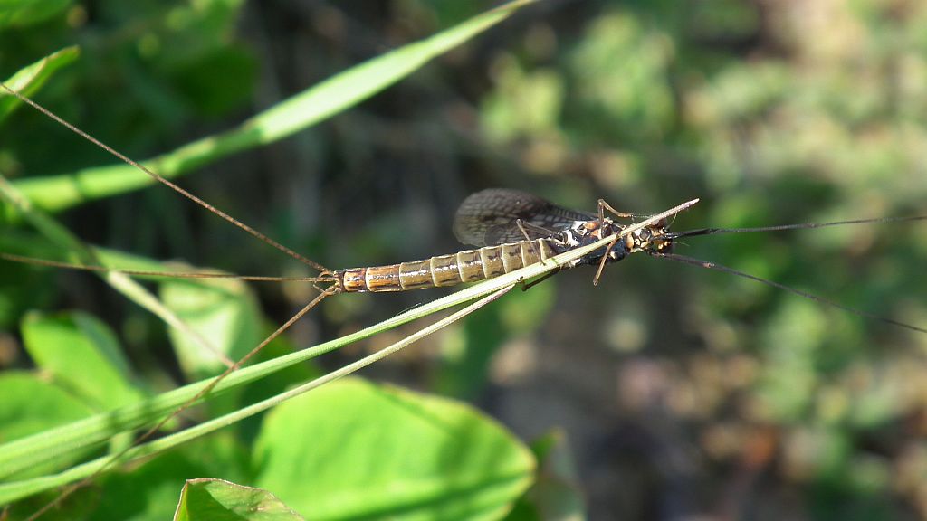 Jętka pospolita (Ephemera vulgata)