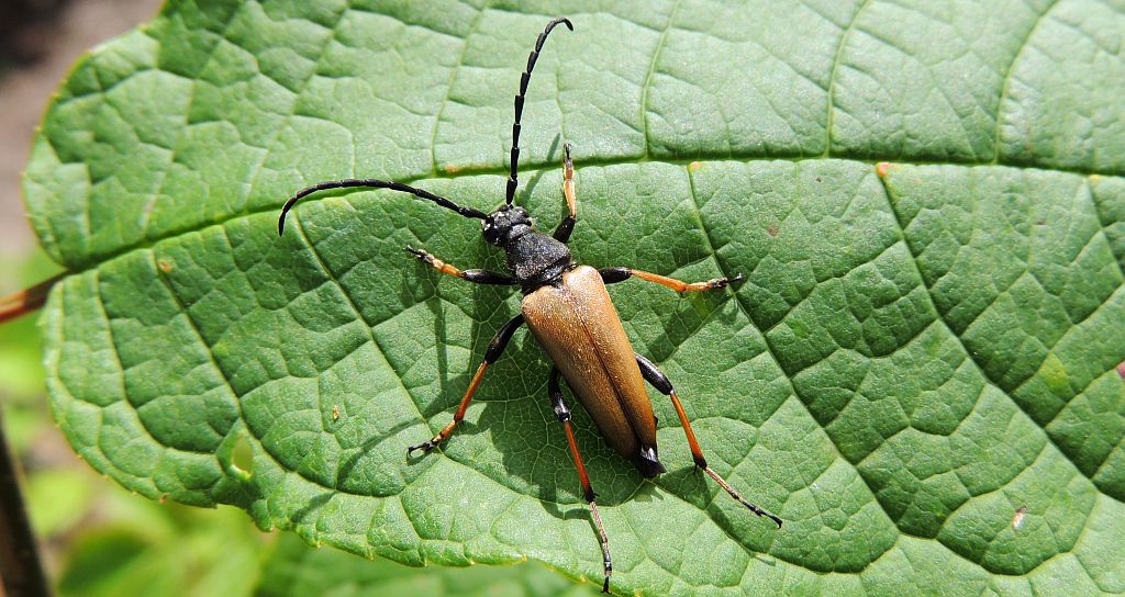 Zmorsznik czerwony (Corymbia rubra)