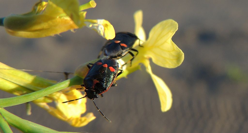 Warzywnica kapustna (Eurydema oleracea)