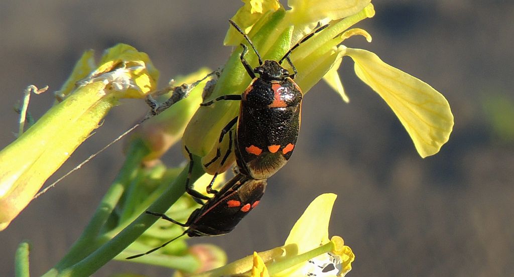 Warzywnica kapustna (Eurydema oleracea)