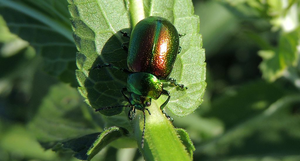 Kałdunica zielona (Gastrophysa viridula)