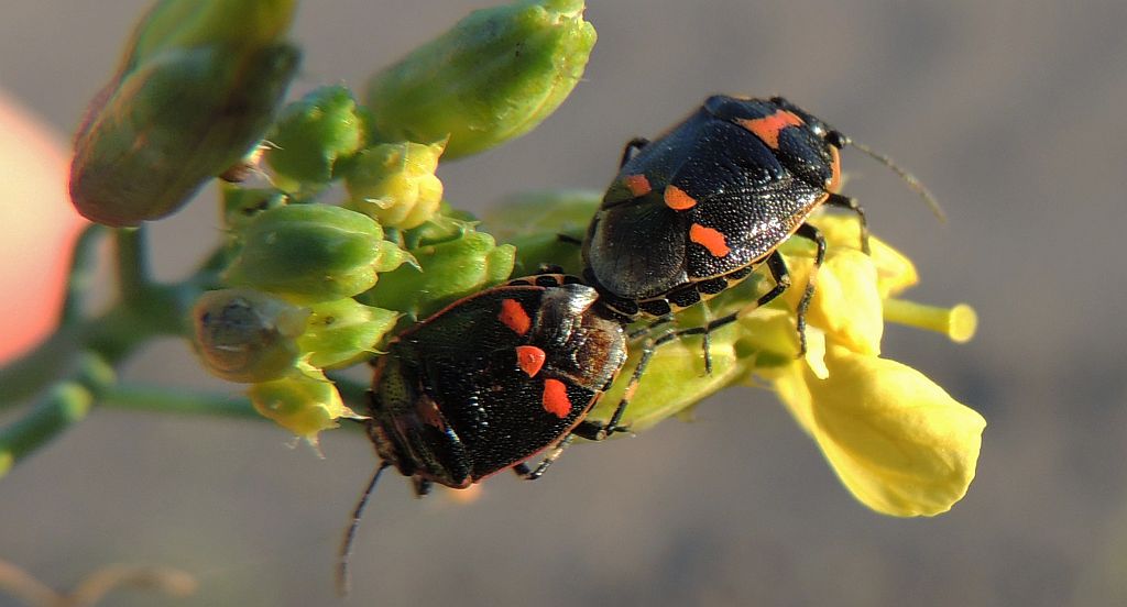 Warzywnica kapustna (Eurydema oleracea)