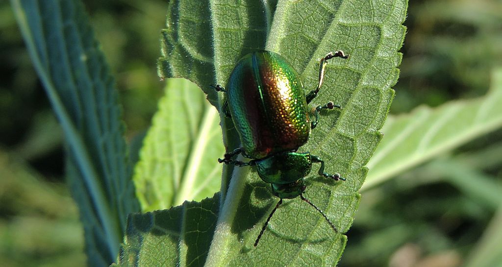 Kałdunica zielona (Gastrophysa viridula)