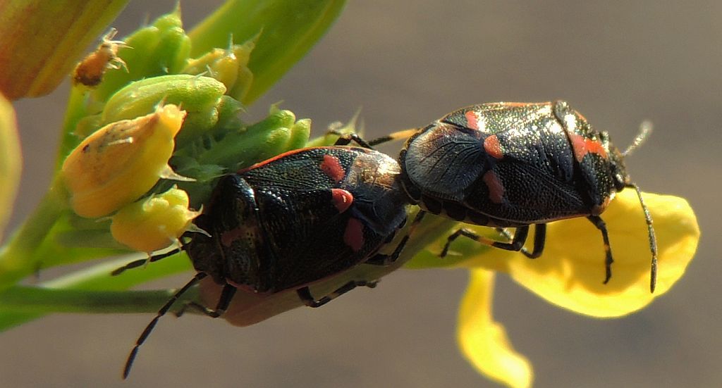 Warzywnica kapustna (Eurydema oleracea)