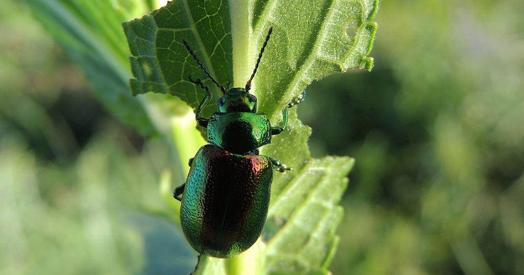 Kałdunica zielona (Gastrophysa viridula)