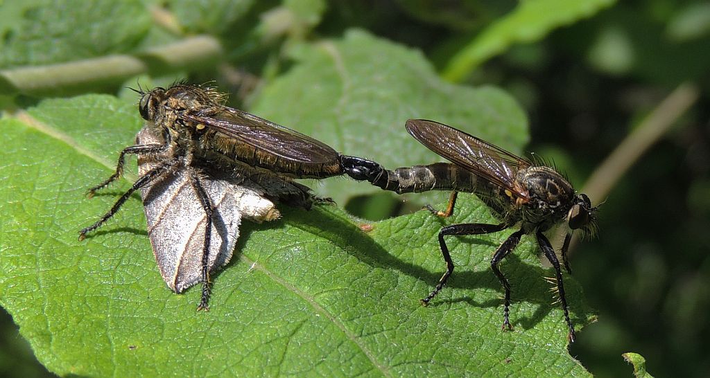 Łowiec czarniawy (Machimus atricapillus), dawniej łowik czarniawy (Asilus atricapillus)
