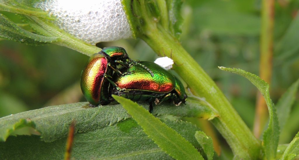 Złotka jasnotowa (Chrysolina fastuosa Scop.)