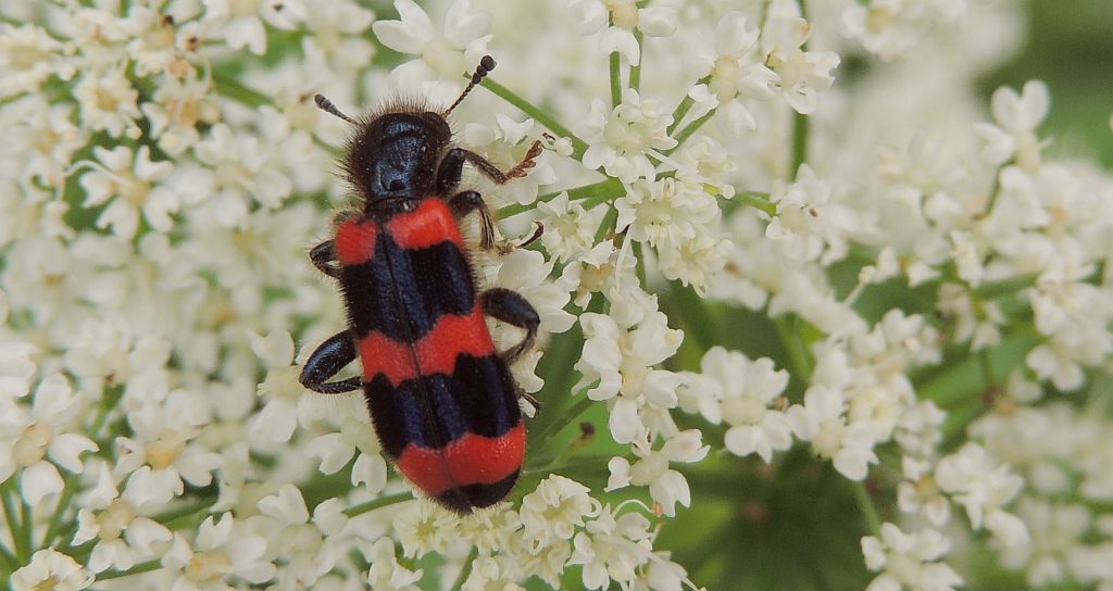 Barciel pszczołowiec (Trichodes apiarius)