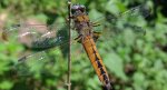 Ważka ruda (Libellula fulva)