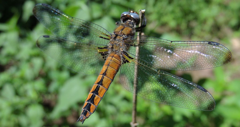 Ważka ruda (Libellula fulva)