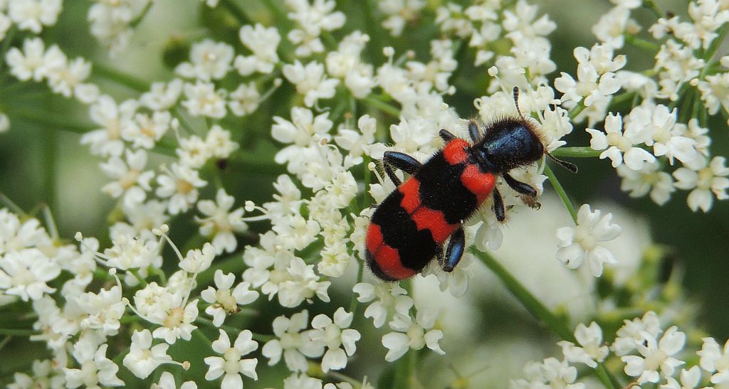 Barciel pszczołowiec (Trichodes apiarius)