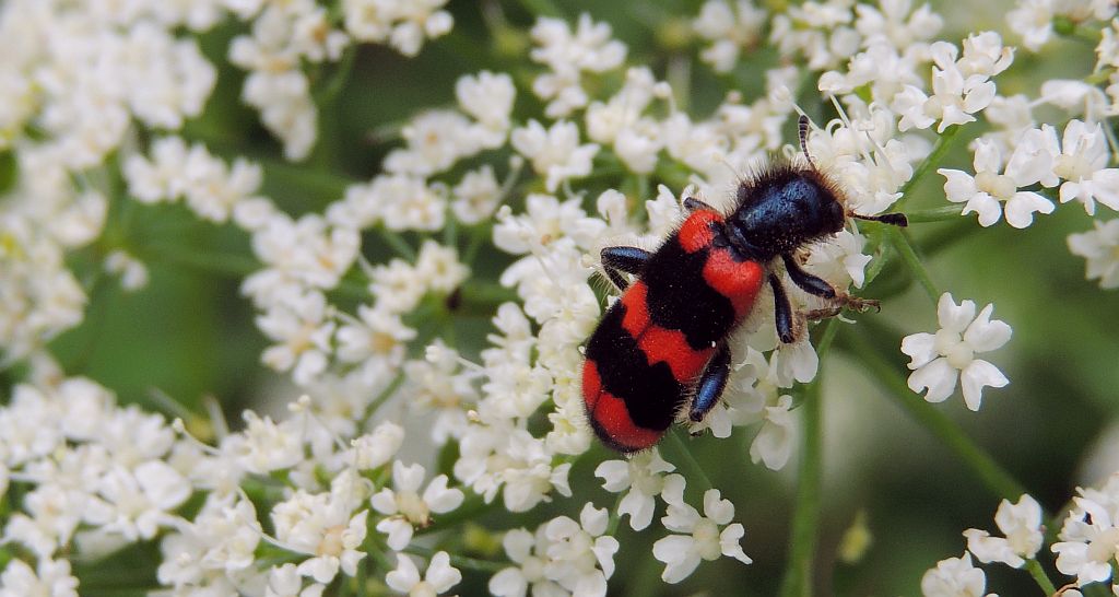 Barciel pszczołowiec (Trichodes apiarius)