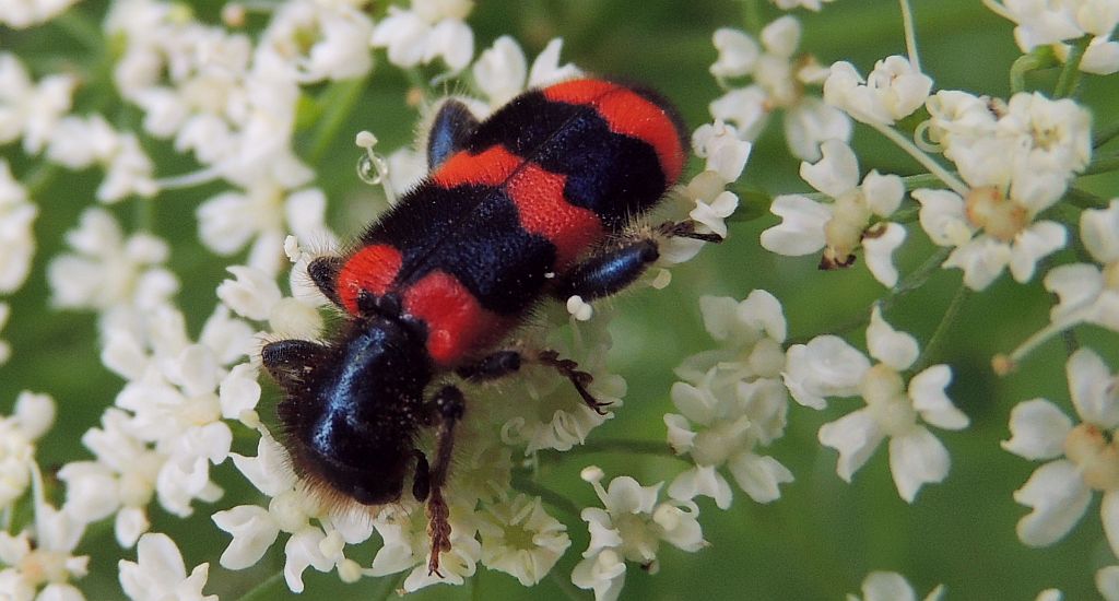 Barciel pszczołowiec (Trichodes apiarius)