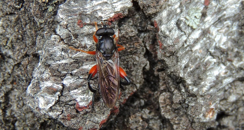 Chalcosyrphus femoratus