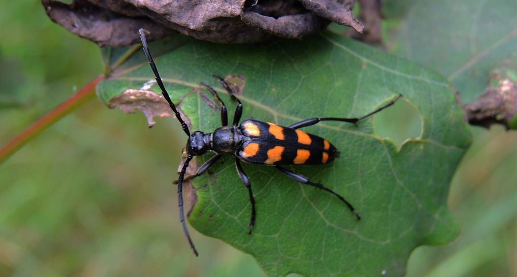 Baldurek pręgowany (Leptura quadrifasciata