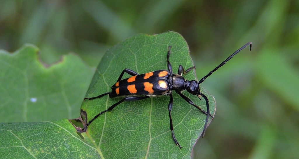 Baldurek pręgowany (Leptura quadrifasciata)