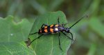 Baldurek pręgowany (Leptura quadrifasciata)