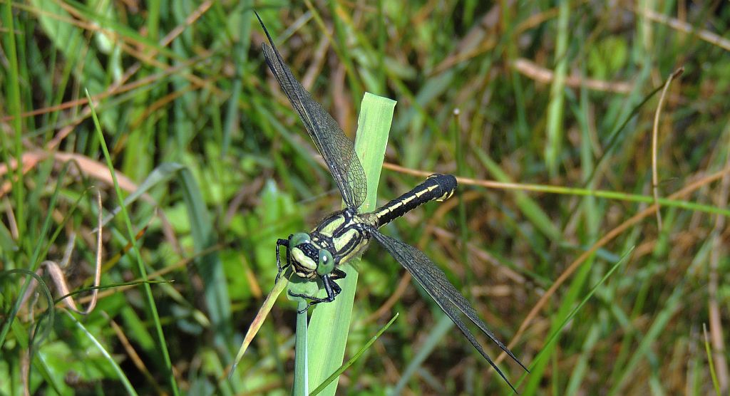 Gadziogłówka pospolita (Gomphus vulgatissimus)