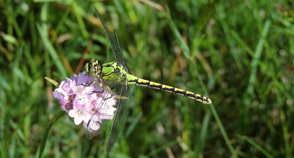 Trzepla zielona (Ophiogomphus cecilia)