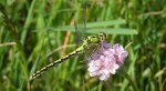 Trzepla zielona (Ophiogomphus cecilia)
