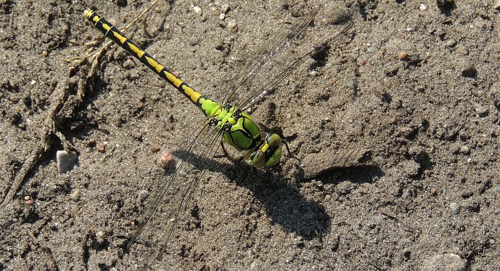 Trzepla zielona (Ophiogomphus cecilia)