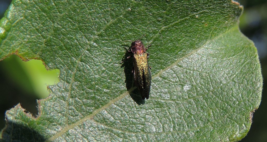 Opiętek zielony (Agrilus viridis)