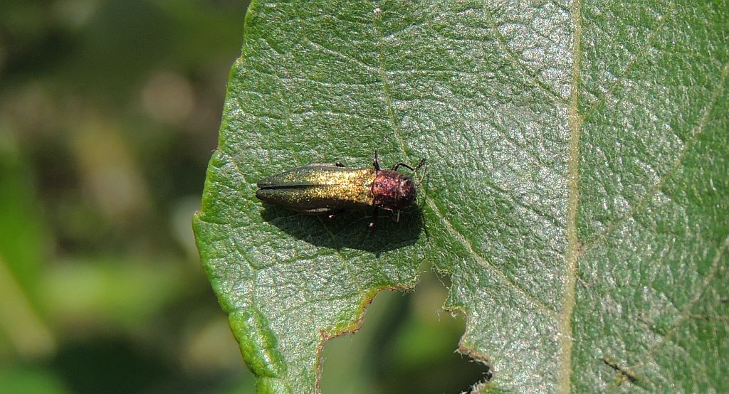 Opiętek zielony (Agrilus viridis)