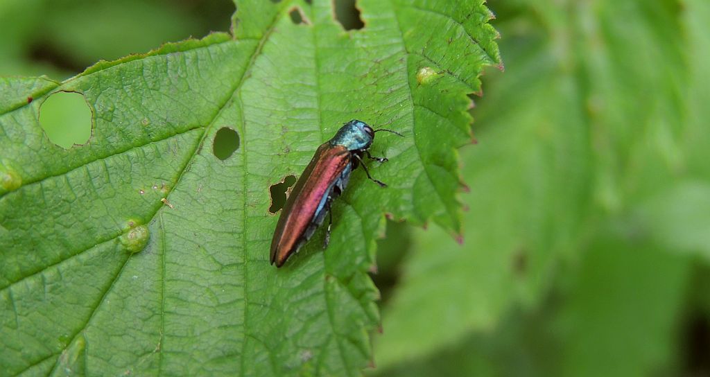 Opiętek (Agrilus sinuatus)