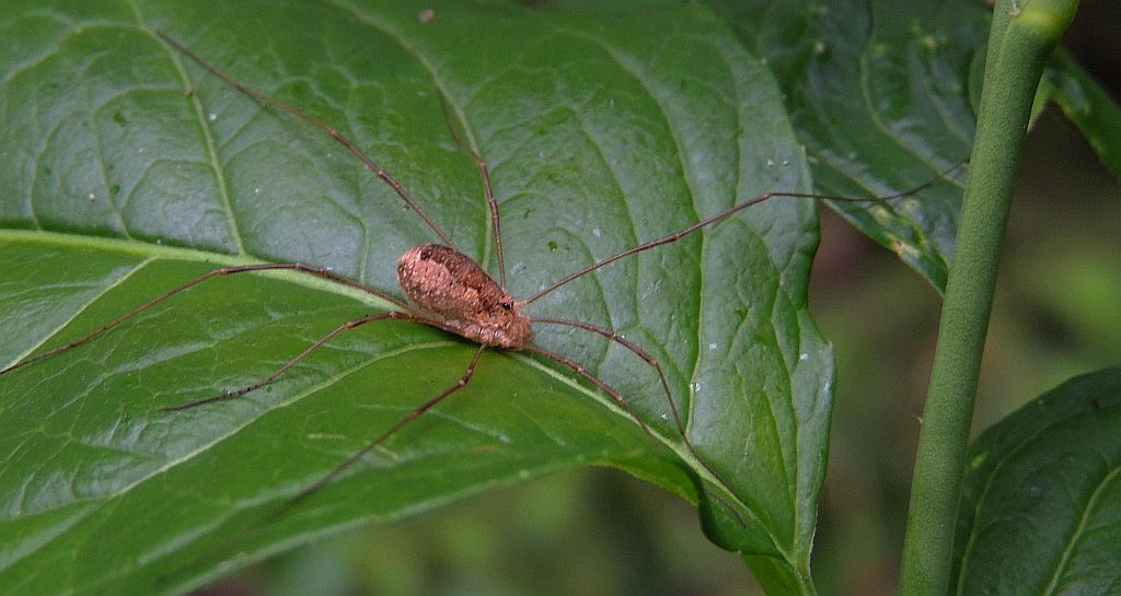 Kosarz pospolity (Phalangium opilio)