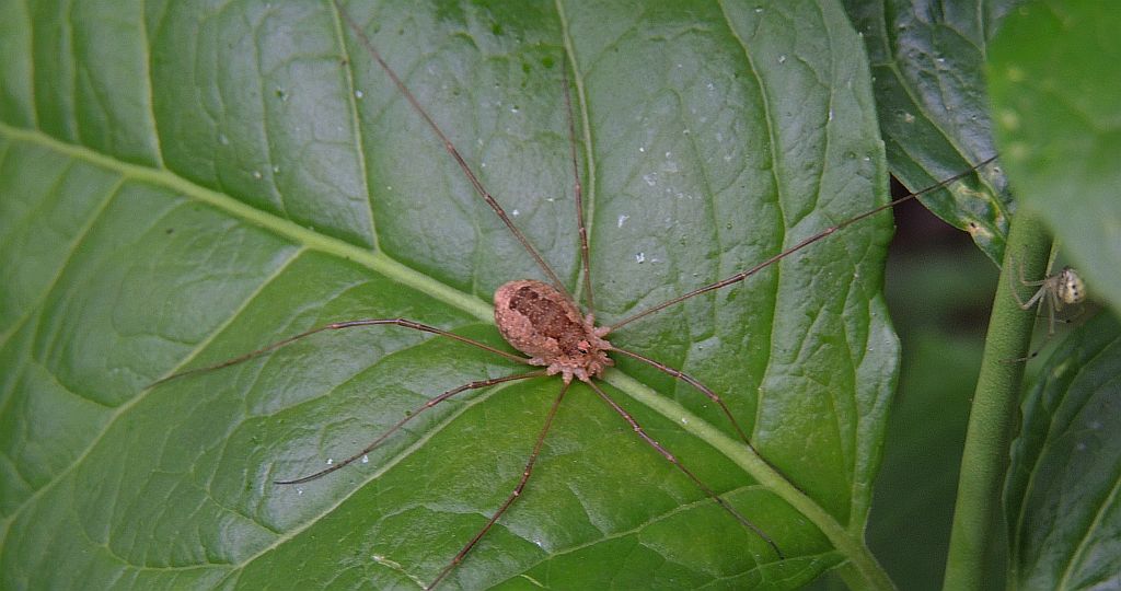 Kosarz pospolity (Phalangium opilio)