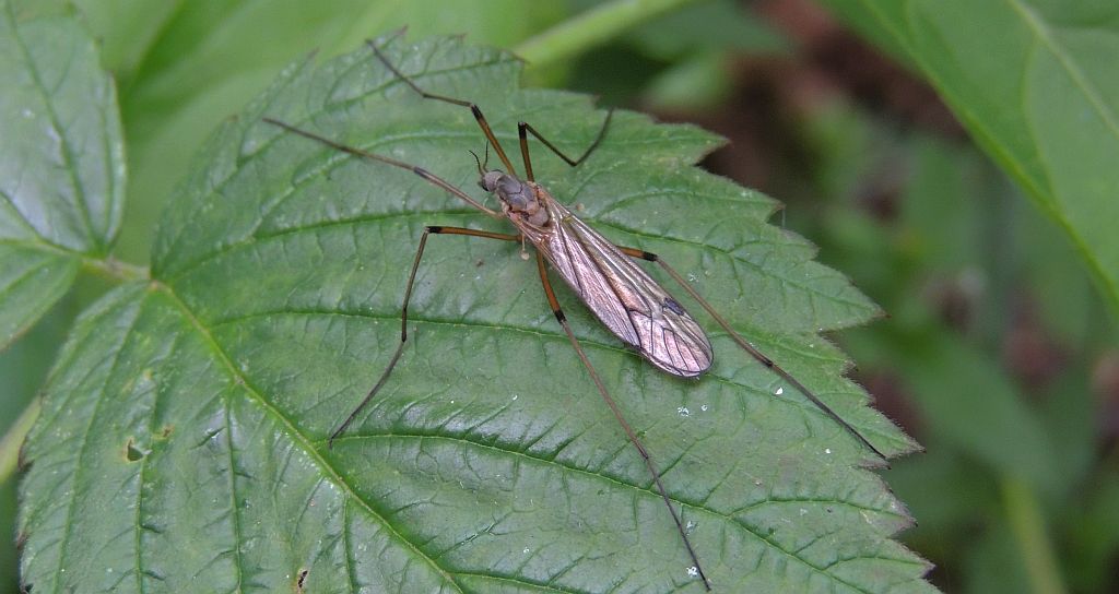 Komarnica, komarnica warzywna, koziułka (Tipula oleracea)