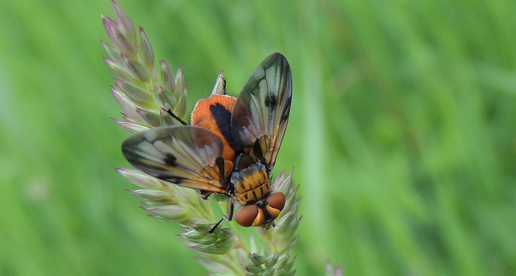 Paśnica tarczówkowata (Ectophasia crassipennis)