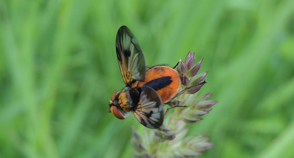 Paśnica tarczówkowata (Ectophasia crassipennis)
