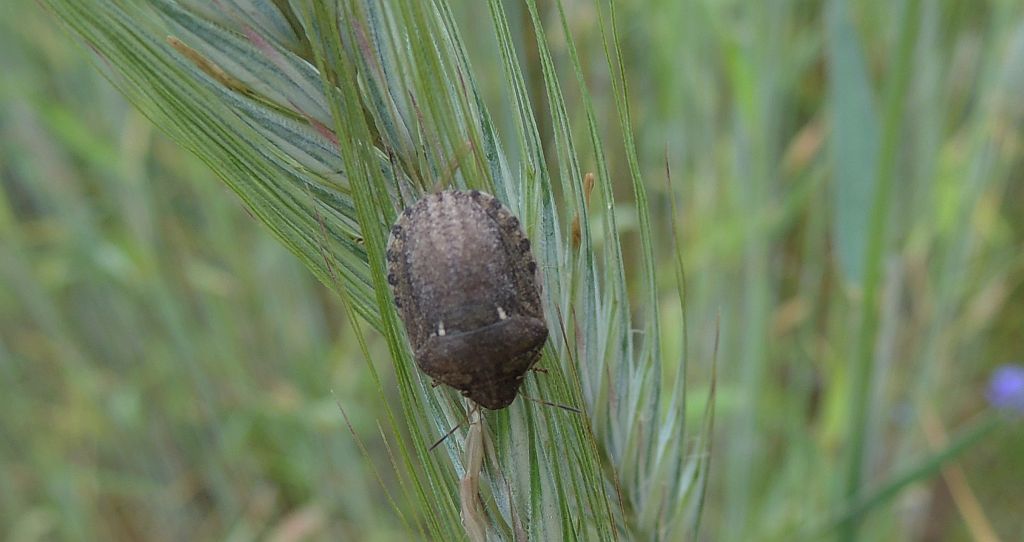 Żółwinek żółwik (Eurygaster testudinaria)
