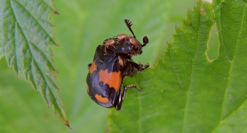 Grabarz pospolity (Nicrophorus vespillo, Necrophorus vespillo)